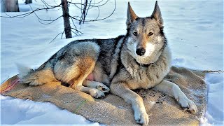 ПРОЖИЛ В ТАЙГЕ МЕСЯЦ, ПУРГА И ТАЙГА ОСТАЮТСЯ С НАМИ. 