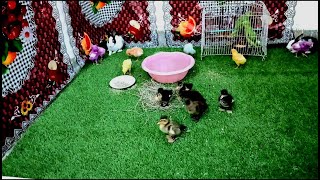 Cute baby hen and Rabbits || Cute Parrots and Baby ducks #Parrots #Ducks #Parrots