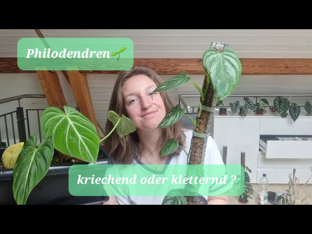 Unterschiedliche Philodendren? Kriechend oder kletternd  und deren  Platzbedarf - YouTube