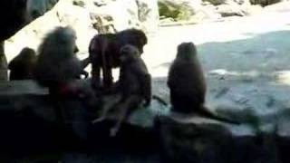 baboon butt