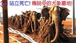 [生物放大鏡] 傳說中的大象墓地真的存在嗎?? | 站著死亡的大象 | 真實存在的象塚
