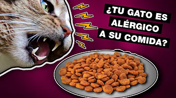 ¿A qué alimentos son más alérgicos los gatos?