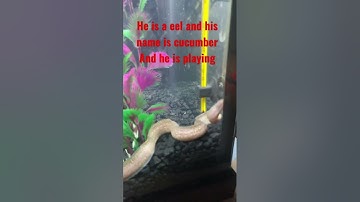 Pt.1 of my eel