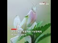 [기묘한 대자연] 난초사마귀 | CCTV 한국어방송