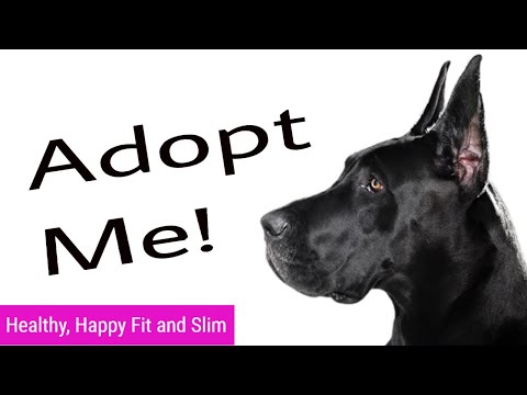 Video: Black Dog Syndrome Statistics