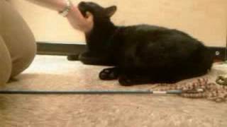 Kimmo- Animal Coalition of Delaware County screenshot 5