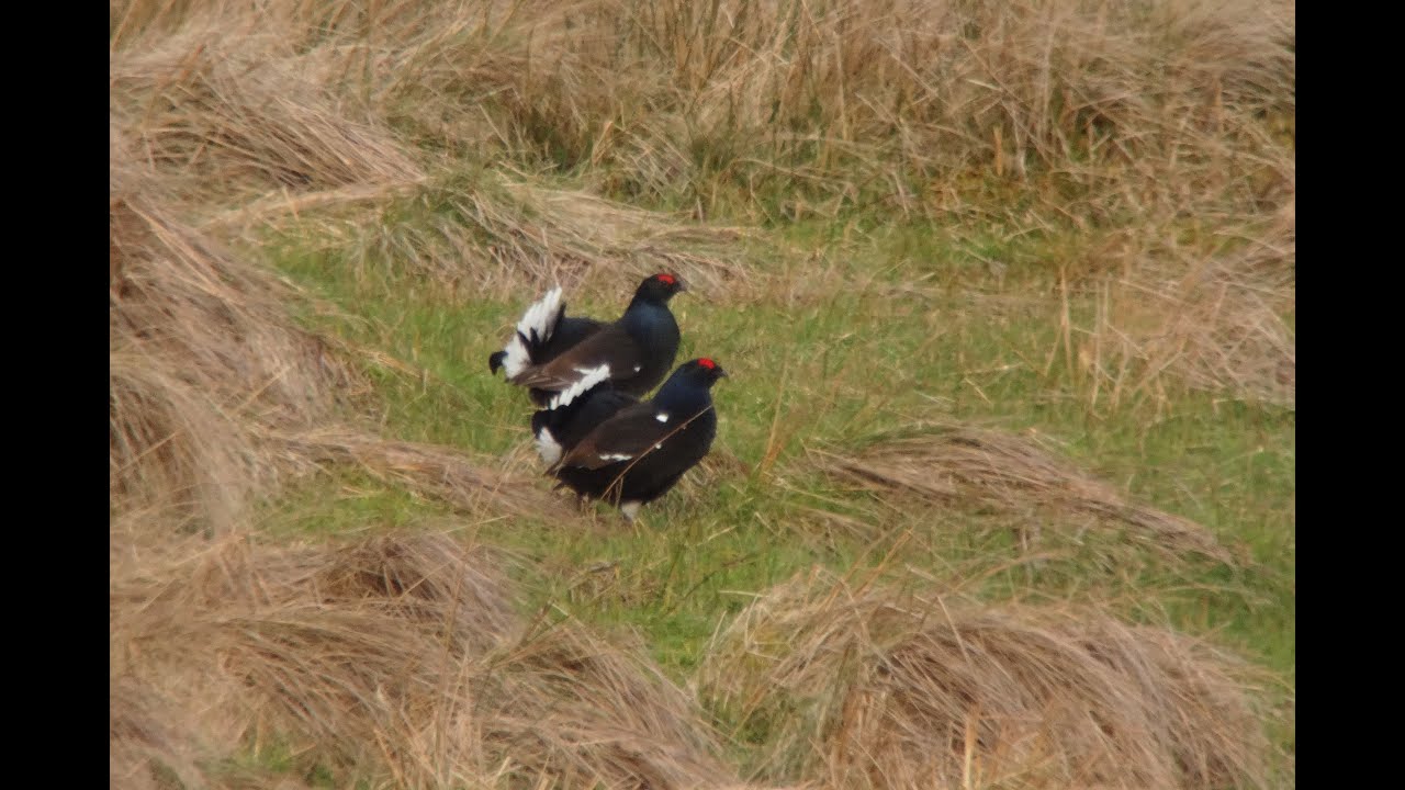 photography en español Black Grouse