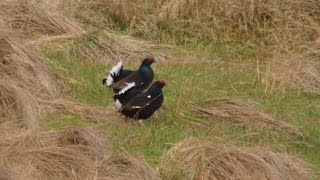 Black Grouse