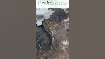 #shorts Prehistoric fish with incredible abilities.Armour plated able to walk and can breath on land