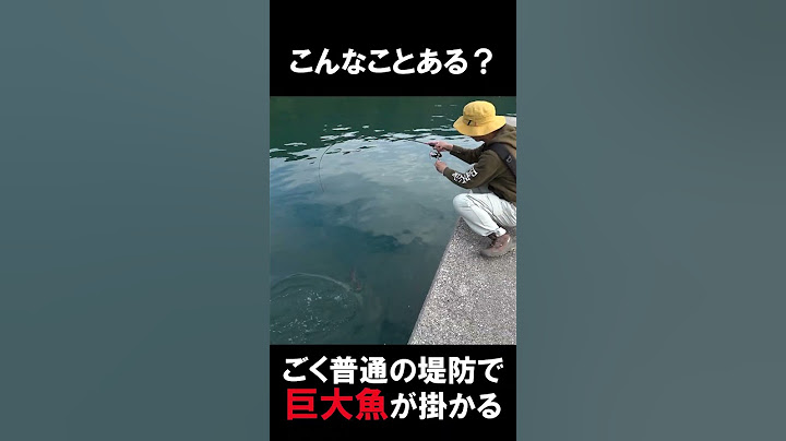ごく普通の堤防でアジング中に「あり得ない魚」を釣ってしまった‼ #巨大魚 #大物 #青物
