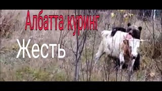 Айик чучкани тириклайин еяпти!!Bear attack