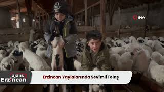 Erzincan Yaylalarında Sevimli Telaş