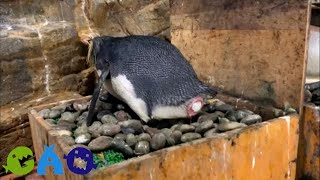 ペンギンの産卵した卵の殻 キタイワトビペンギンの貴重な産卵シーン - YouTube