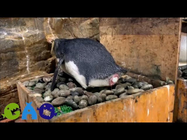 ペンギンの産卵した卵の殻 キタイワトビペンギンの貴重な産卵シーン - YouTube