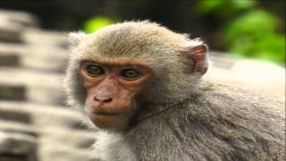 Frank Barber united Kingdom  Woody Herman Medley