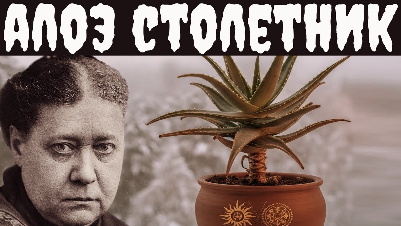 АЛОЭ СТОЛЕТНИК — почему наши бабушки держали его в каждом доме. Тайна растения защитника
