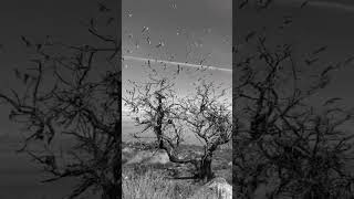 Manzara Doğa Kuşlar