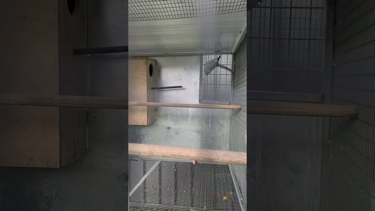 blue opaline cleartail cock and violet emerald opaline split cleartail hen