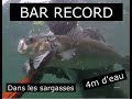 Bar record et chasse du marine du bar dans les sargasses morbihan  bretagne et peu de fond