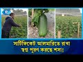 একাডেমিক সনদ কাজে না লাগিয়ে শসায় বাজিমাত | Cucumber Farming | Rtv News