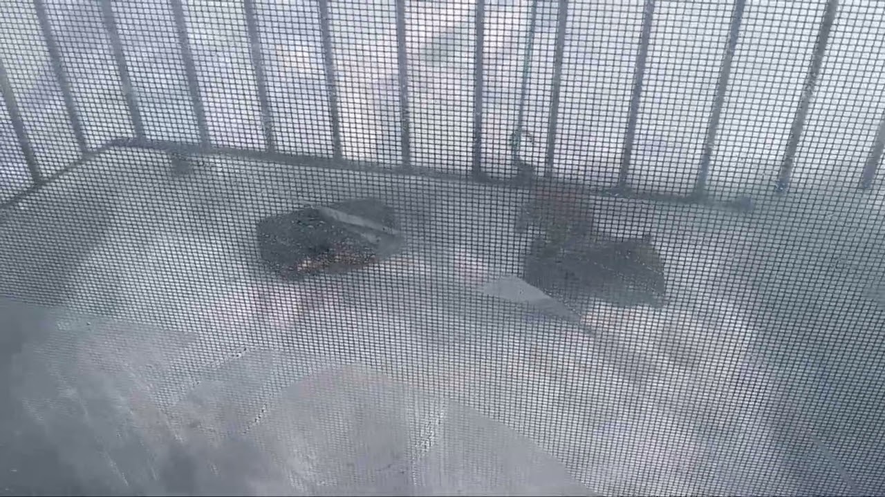 Squirrel eating nuts in winter snow Buffalo New York 