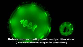 Toward Soft Micro Bio Robots for Cellular and Chemical Delivery screenshot 4