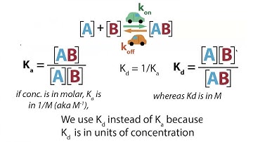 Kd (equilibrium dissociation constant) & binding affinity: what, why, and how to interpret