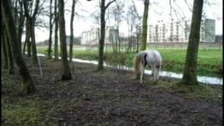 Adopteer Het Paard Van Sinterklaas