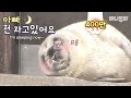 엄빠 위해 자는 척하는 효자 물범ㅋㅋㅋㅋㅣA Good Seal Fake Sleeping For His Parents LOL