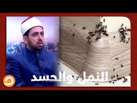 هل وجود النمل بكثرة في البيت دليل على وجود حسد في هذا المكان