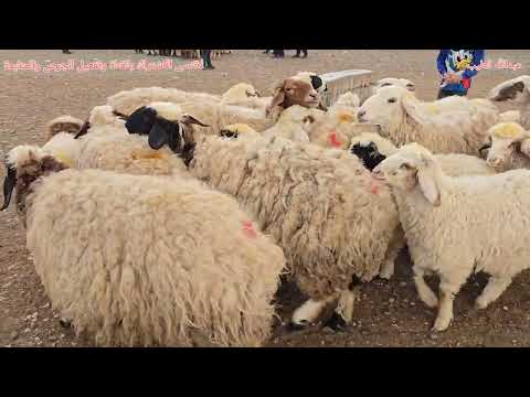 سوق مواشي الموصل علوة كوكجلي طليان طلي غنم مواشي حلال عبدالله الطيب ماعز