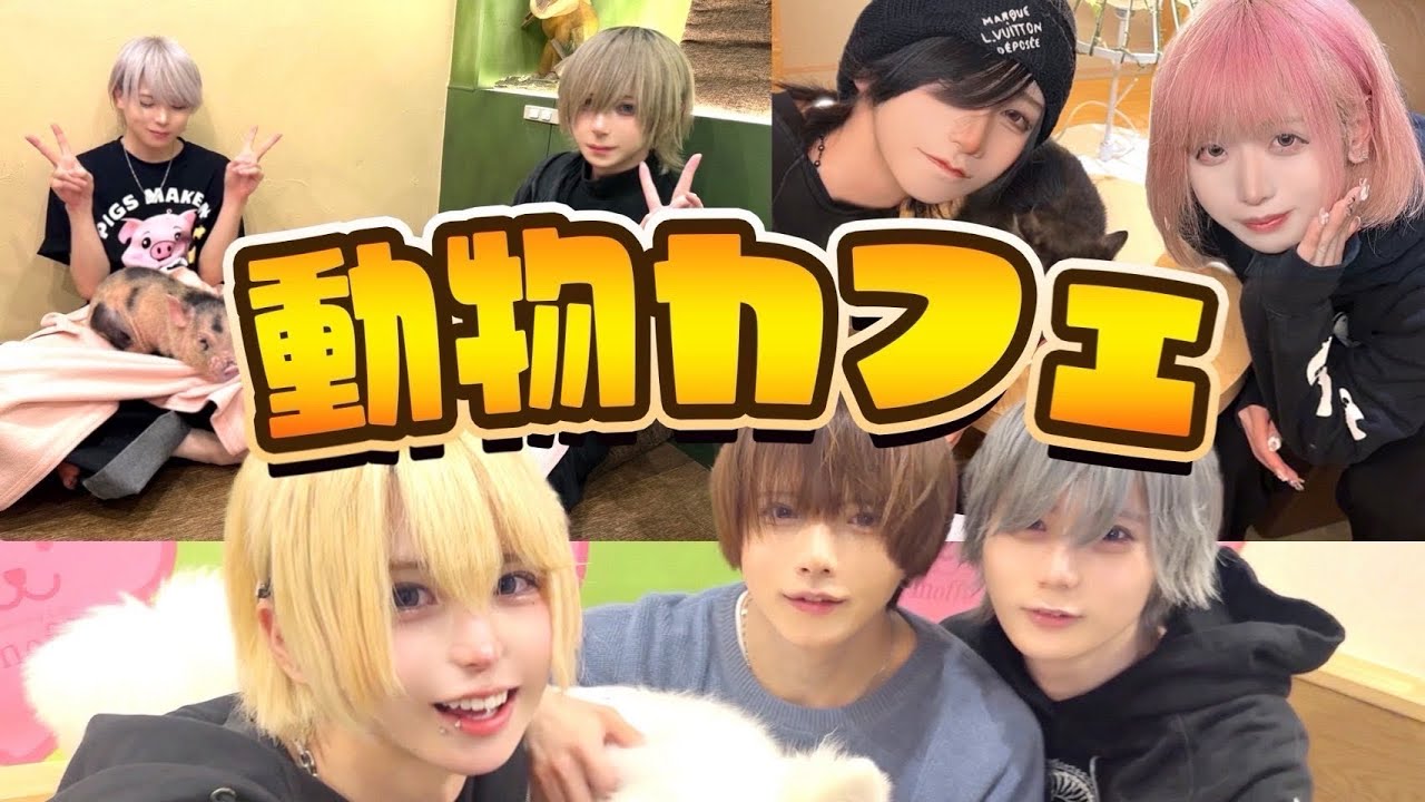 【ぴーかーぶー!!】動物カフェでかわいい対決！【Poltergeist】