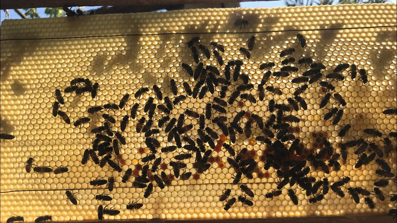 تنظيم خليه النحل الان فصل الخريف