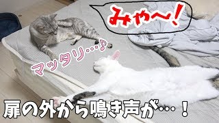まったり風景を撮ってたら寂しがりの猫が鳴きまくり！