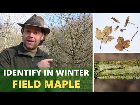 How To Identify Field Maple in Winter