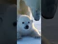 Polar Bear Mom's Ice Crevice Rescue: Love Conquers All! ❄️🐻‍❄️❤️