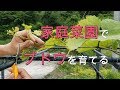 【家庭菜園でブドウ栽培　一年目樹　Ver.3】虫害に遭った場合のリカバリー方法　シャインマスカット・ナガノパープル・ベリーA等の鉢植え栽培(#20)