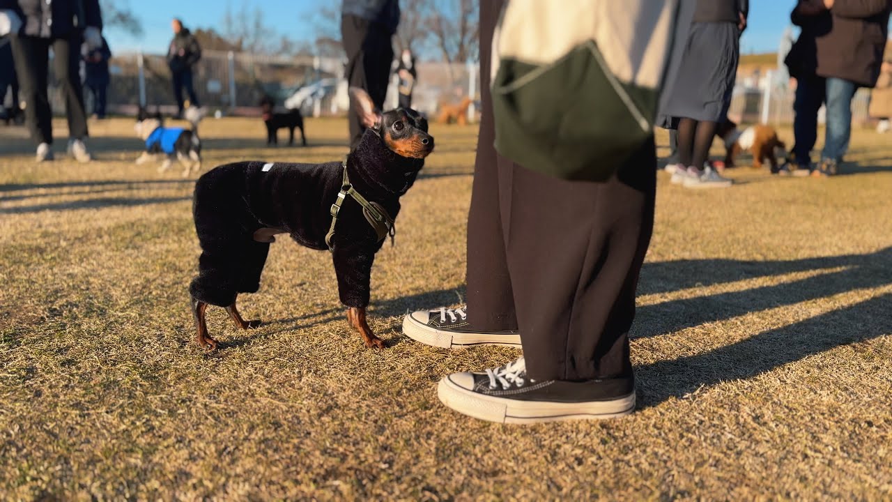 【子なし夫婦】ドッグランでエルくんを見守る幸せな休日Vlog  (A happy holiday watching over my beloved son at the dog run.)