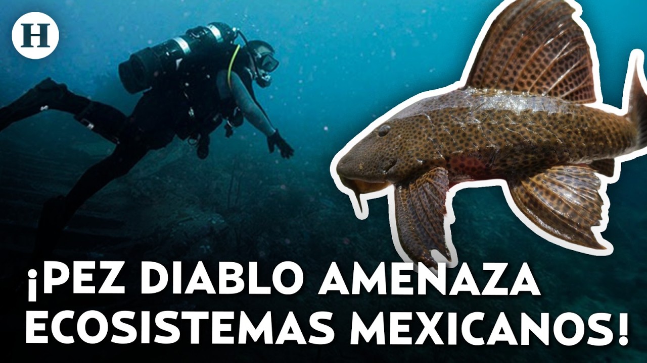 ¡El diablo anda suelto! Peligrosa especie invasora amenaza la Laguna de Bacalar en Quintana Roo