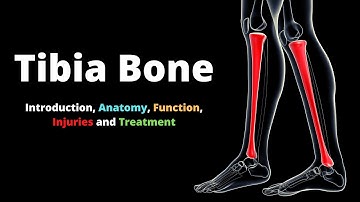 Tibia Bone- Introduction, Anatomy, Function, Injuries and Treatment.