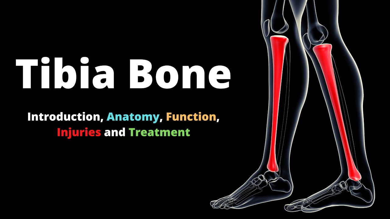 Tibial Pursuit: How to identify and side the tibia