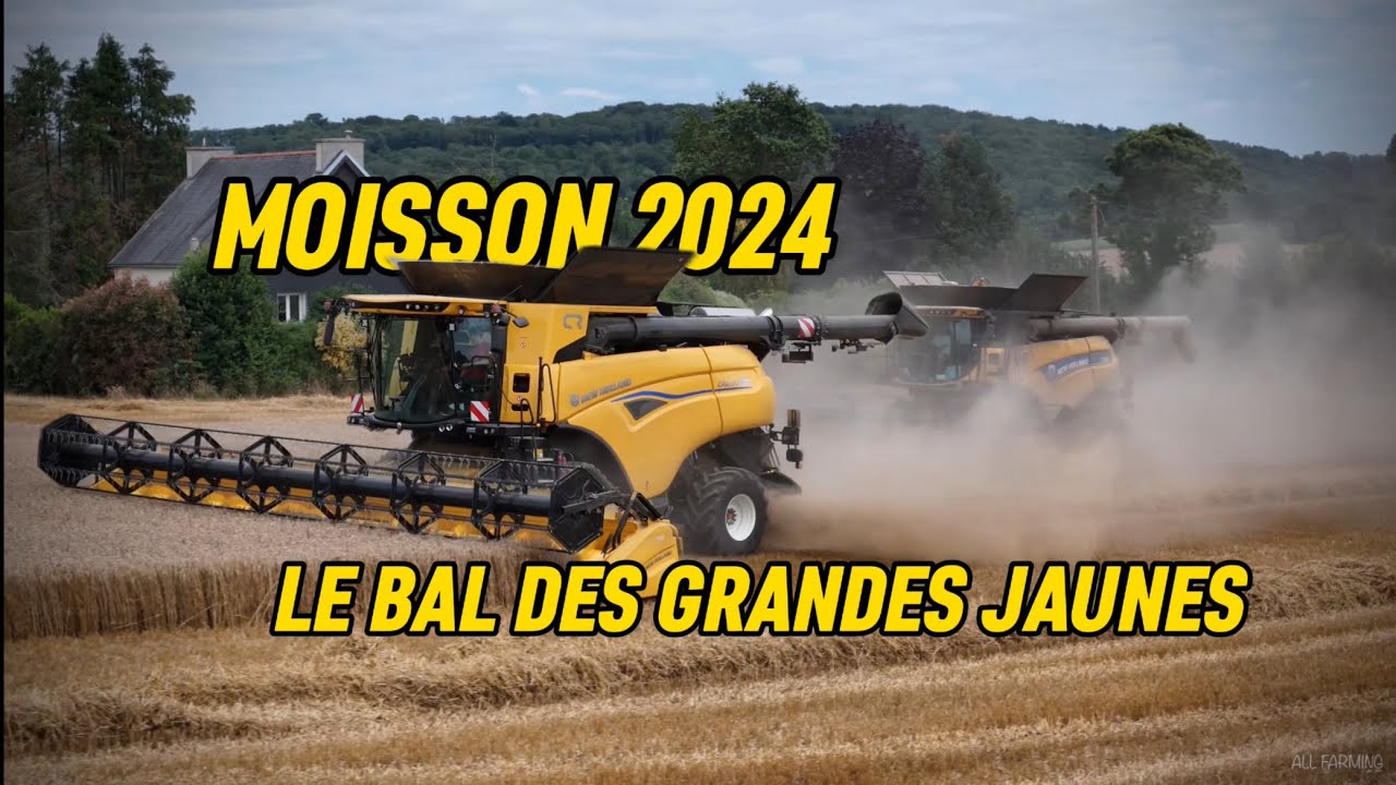 🥵MOISSON 2024 : LE BAL DES GRANDES JAUNES💯🐝