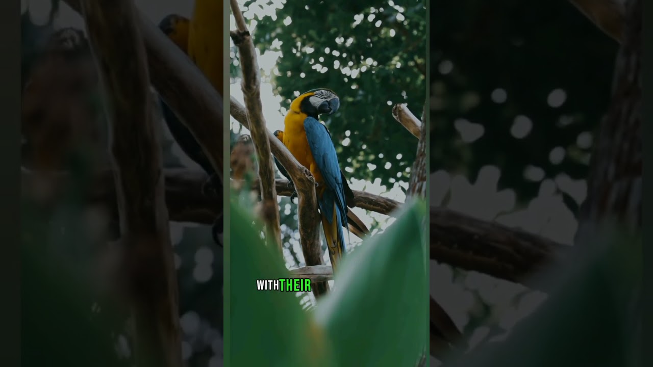 "Vibrant Feathers, Majestic Macaws 🦜