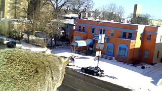 Squirrel Catching Some Sun