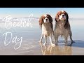 WHAT TO BRING ON A DOG BEACH DAY | Dog Friendly Beach Huntington Beach California