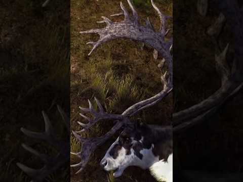 The COOLEST Mission Trophy EVER 5 Star PIEBALD Reindeer Wayofthehunter Woth Huntinggames