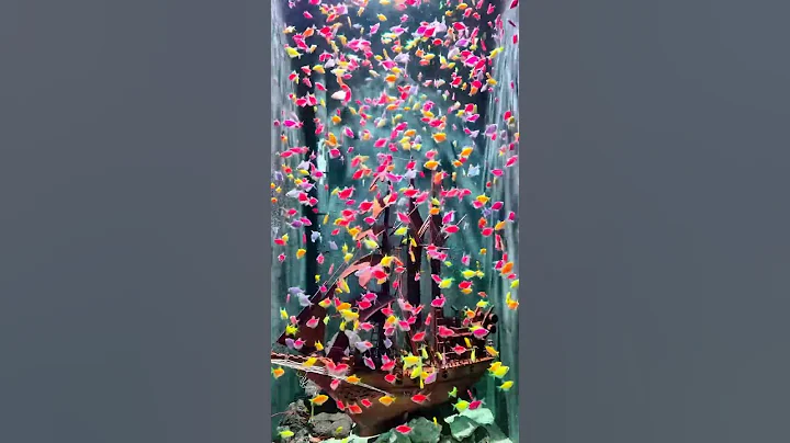 Bể cá cánh buồm dạ quang nhiều màu !?! #aquarium #fish