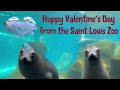 Valentine&#39;s Day &quot;Kiss Cam&quot; at Saint Louis Zoo