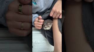 @ellaevoyy: Lola’s discovered her new favorite thing 🤣 #dog #doglover