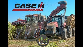 Case IH 2 Row Cane Harvester 4K